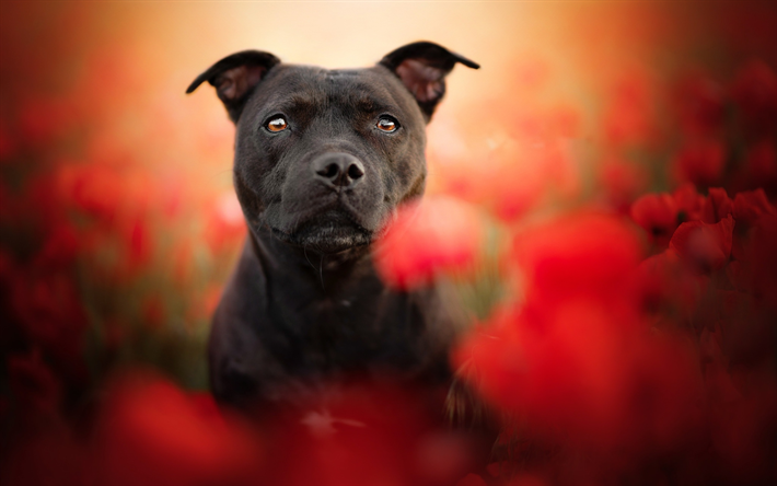 Staffordshire Bull Terrier, close-up, svart hund, hundar, husdjur, blommor, Staffordshire Bull Terrier Hund