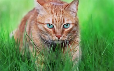 ginger cat, art, green grass, pets, American Bobtail, cute animals, cats, breed of domestic cat