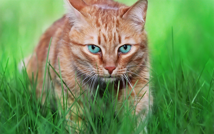 gatto zenzero, arte, verde, erba, animali domestici, Bobtail Americano, simpatici animali, gatti, razza di gatto domestico