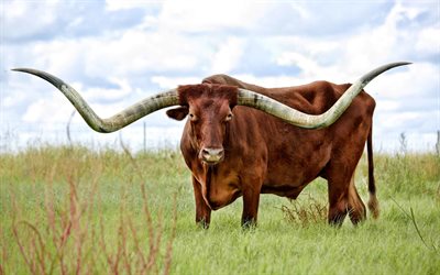 Texas Longhorn, wildlife, meadow, Bos taurus, Longhorn