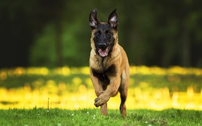 German Shepherd Dog, puppy, bokeh, pets, dogs, German Shepherd, running dog, blur
