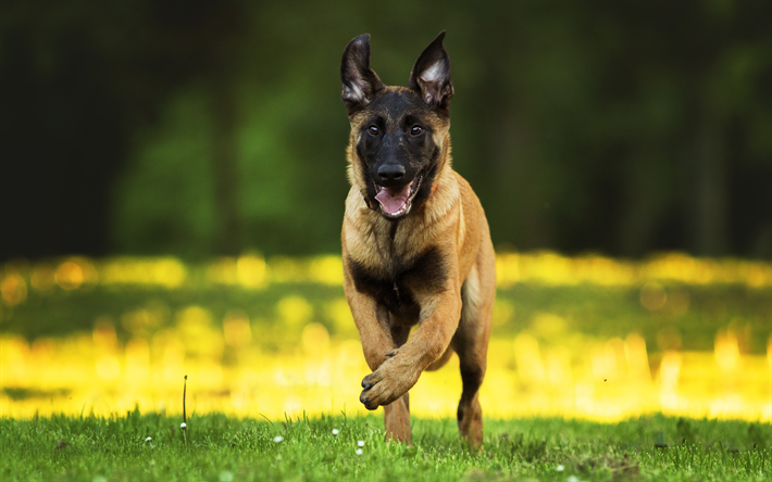 deutscher sch&#228;ferhund, hund, welpe, bokeh, haustiere, hunde, sch&#228;ferhund, laufen, blur