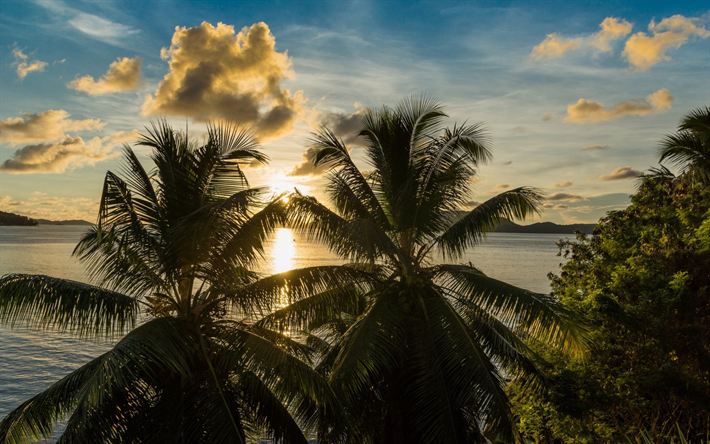 ilha tropical, p&#244;r do sol, palmas, noite, viagens de ver&#227;o, Indon&#233;sia, costa
