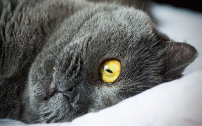 4k, イギリスShorthair, 黄色で目の, 国内猫, 猫, 近, 灰色猫, かわいい動物たち, イギリスShorthair猫