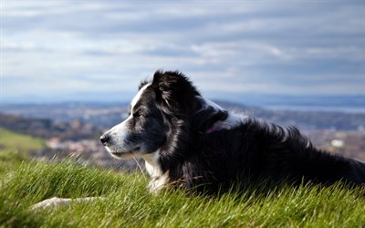 Border Collie Dog, meadow, pets, cute animals, black white border collie, dogs, Border Collie