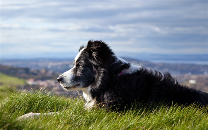 Border Collie Dog, prado, animais de estima&#231;&#227;o, animais fofos, preto branco border collie, cachorros, Border Collie