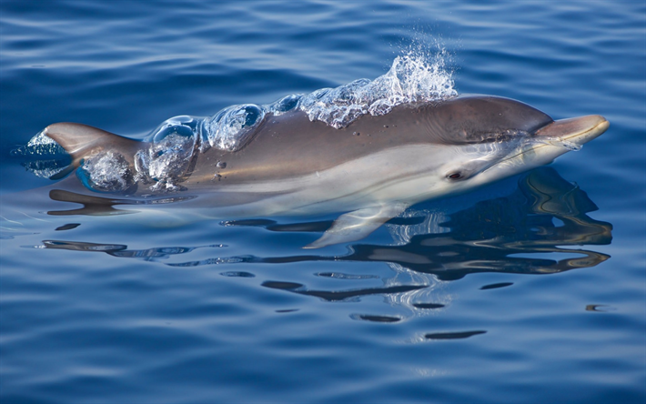des dauphins, la mer, les vagues, les mammif&#232;res, les animaux marins, les dauphins