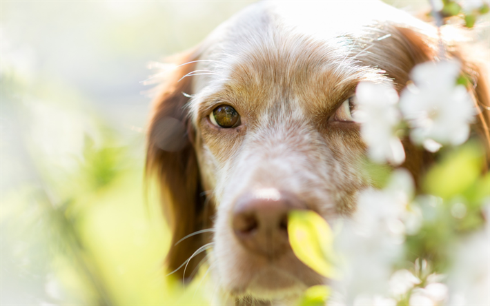 ドイツShorthairedポインタ, ドイツショートヘア, かわいい動物たち, 犬, 品種はドイツの犬, ドイツ短髪, 指犬