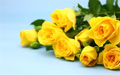 黄色のバラ, 青色の背景, 花束, 黄色い花, バラ
