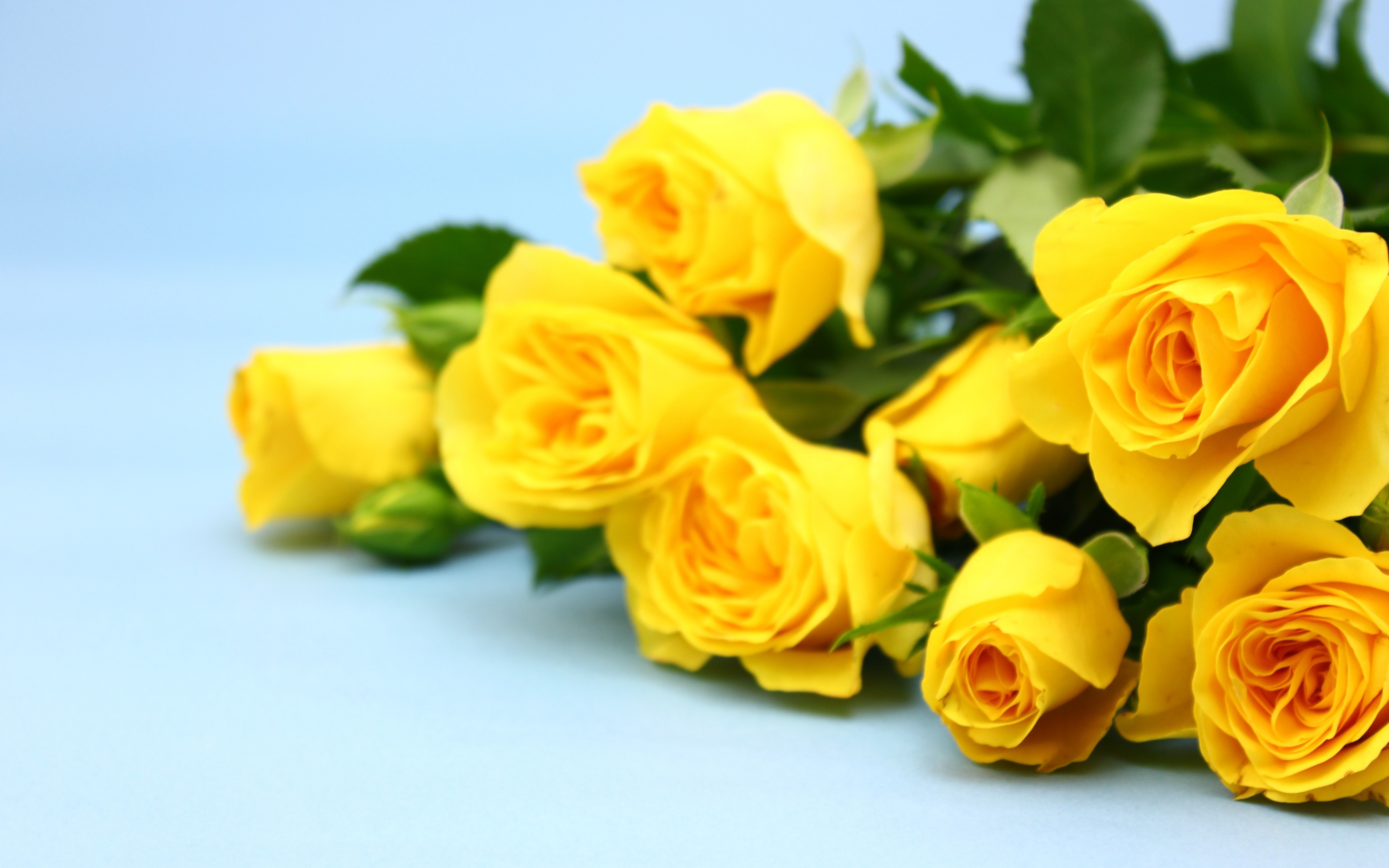 Descargar fondos de pantalla rosas amarillas, fondo azul, ramo de flores,  de flores amarillas, rosas monitor con una resolución 2880x1800. Imagenes  de escritorio