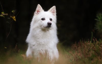 4k, 白いスイスの羊飼い, 森林, 白い犬, ペット, 犬, 白いスイスの羊飼い犬, 白い羊飼い犬, 白い羊飼い