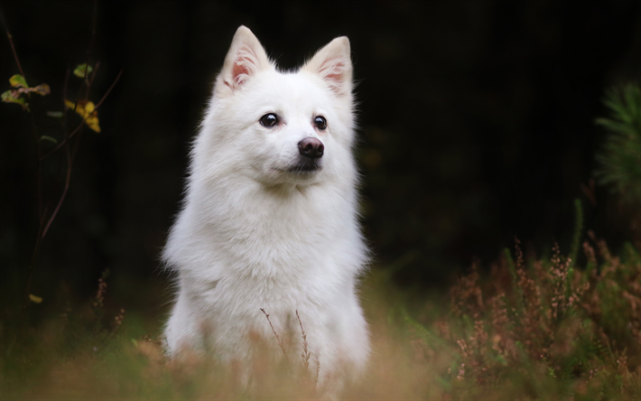 4k, White Swiss Shepherd, forest, white dog, pets, dogs, Berger Blanc Suisse, White Shepherd Dog, White Shepherd