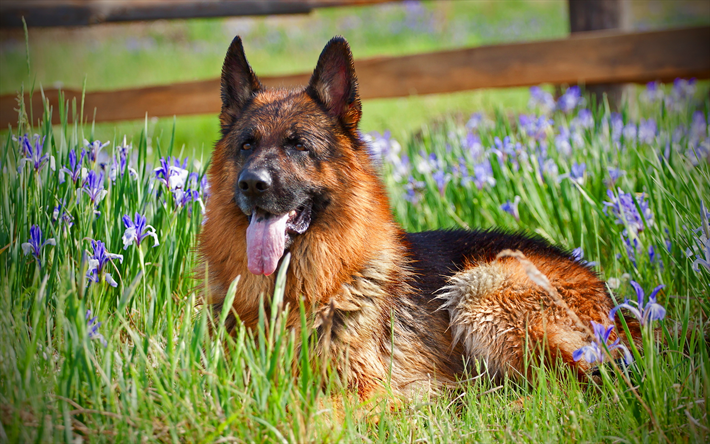 German Shepherd Dog, flowers, pets, dogs, lawn, German Shepherd