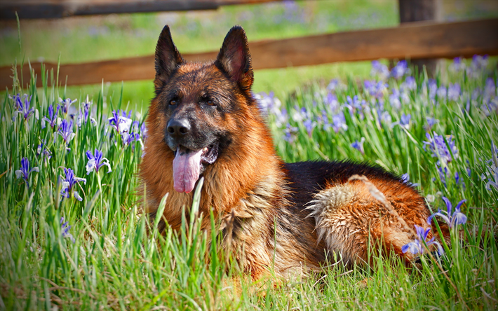 Chien de Berger allemand, les fleurs, les animaux, les chiens, la pelouse, le Berger allemand