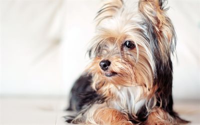 Yorkshire Terrier, close-up, cute dog, Yorkie, dogs, cute animals, pets, Yorkshire Terrier Dog