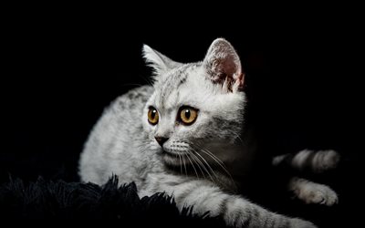 Gato British Shorthair, olhos grandes, gato cinzento, animais de estima&#231;&#227;o, fundo preto