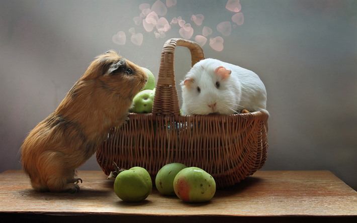 los conejillos de indias, cesta, lindos y peque&#241;os roedores, blanco conejillo de indias, mascotas