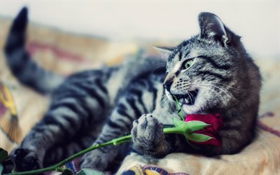 American Wirehair, gray cat, pets, cat with a rose