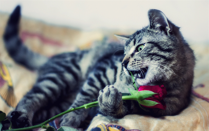 American Wirehair, gato cinzento, animais de estima&#231;&#227;o, gato com uma rosa