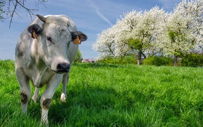 cow, spring, green meadow, grass, farm