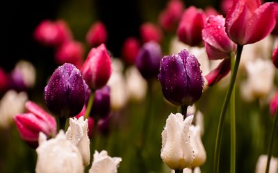 4k, coloridas tulipas, orvalho, roxo tulipas, tulipas cor-de-rosa, fazenda