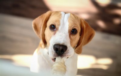 Beagle, close-up, cani, divertente, cane, cucciolo, animali, animali domestici, Cane Beagle