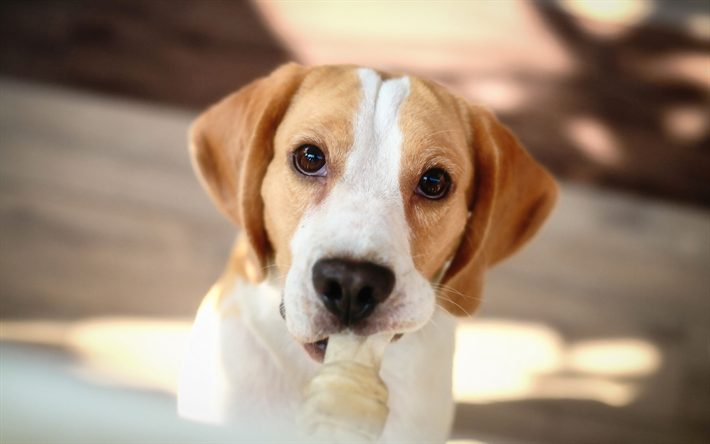Beagle, close-up, perros, divertido perro, cachorro, simp&#225;ticos animales, mascotas, Perros de raza Beagle