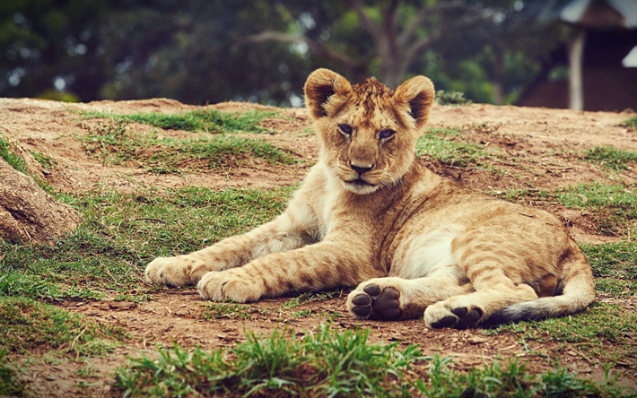 little lion cub, abend, sonnenuntergang, wildtiere, l&#246;we, raubtier