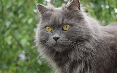 gray fluffy cat, green eyes, cute animals, pet, beautiful gray cat