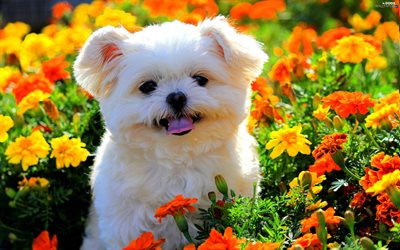 Maltese Dog, puppy, flowers, white dog, cute animals, pets, dogs, Maltese