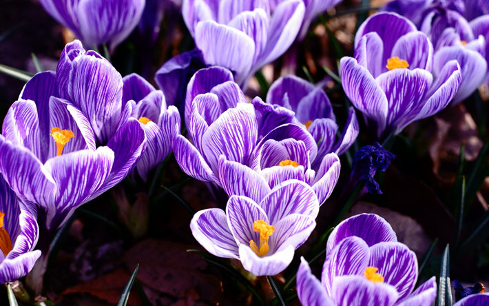 crochi viola, fiori primaverili, crochi, crochi viola bianchi, sfondo con crochi, 4k
