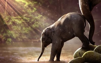Liten elefant, morgon, sj&#246;n, Afrika, elefanter