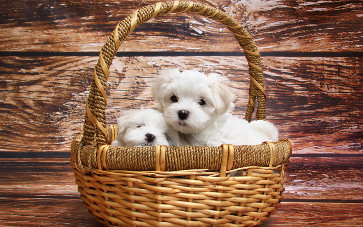 Pennut, Maltan Koiran Rotu, Pienet koirat, valkoinen pennut, s&#246;p&#246;j&#228; el&#228;imi&#228;, koirat