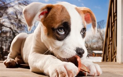 beagle, filhote de cachorro, cachorros, animais fofos
