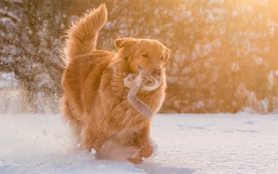 Golden retriever, bonito grande cachorro marrom, labrador marrom, inverno, neve, cachorros