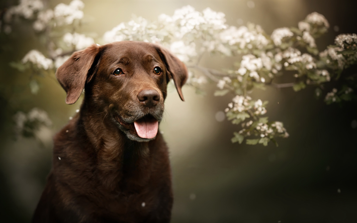 Chesapeake Bay Retriever, blommor, hundar, brun hund, bokes, husdjur, s&#246;ta djur, Chesapeake Bay Retriever Hund