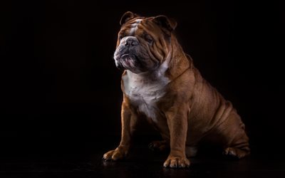 Bulldog inglese, divertente, marrone, cane, animali domestici, bulldog su uno sfondo nero, cani