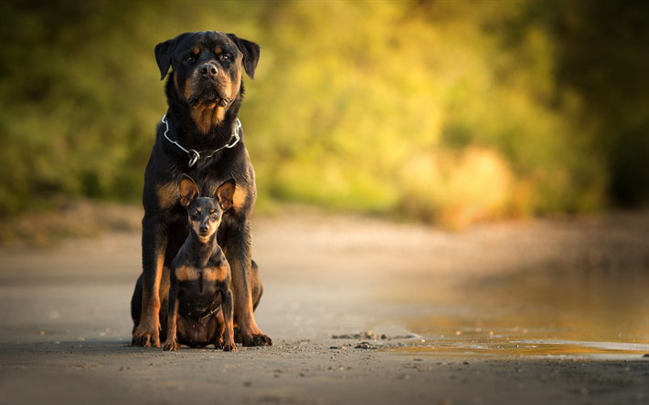 Rottweiler, los perros negros, Pinscher Miniatura, de amigos, graciosos animales, mascotas, perros