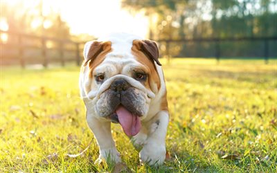 English bulldog, 4k, green grass, sunset, evening, pets, funny dog, white brown bulldog, dogs