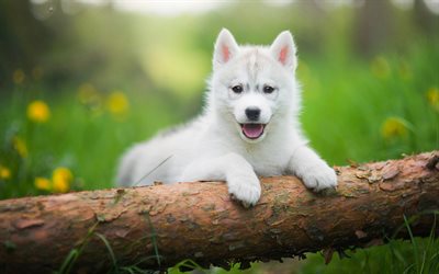 Husky, el bosque, los animales, cachorro, animales lindos, la primavera, el Husky Siberiano, el bokeh, perros, Perro Husky Siberiano