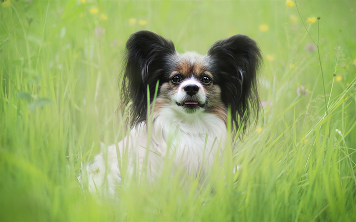 Papillon dog, cute animals, dog in the grass, black big ears, Continental Toy Spaniel, dogs, pets, Epagneul Nain