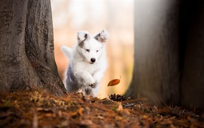 Australian Shepherd, forest, autumn, running dog, puppy, pets, dogs, Aussie, Australian Shepherd Dog, cute animals, Aussie Dog