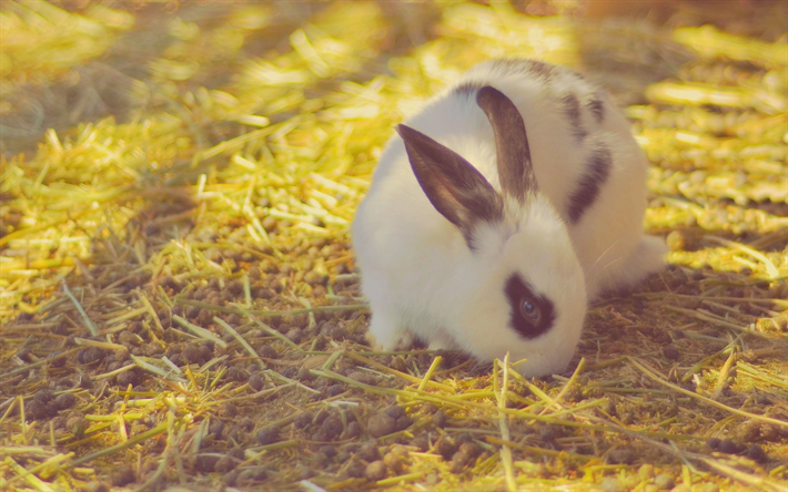 white fluffy rabbit, cute animals, autumn, evening, rabbits