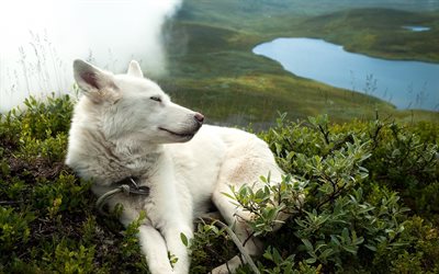 Swiss Shepherd, mountains, White Swiss Shepherd, bokeh, dogs, Berger Blanc Suisse, pets, White Shepherd Dog