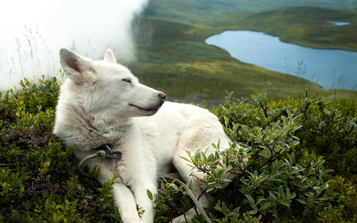 Sveitsin Paimen, vuoret, White Swiss Shepherd, bokeh, koirat, White Swiss Shepherd Dog, lemmikit, Valkoinen Paimenkoira