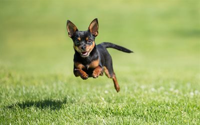 4k, Miniature Pinscher, flying small dog, levitation, cute animals, dogs, Zwergpinscher, Min Pin