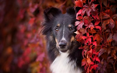 Black collie, cute dog, black furry dog, long-haired dog, pets, collie, dogs