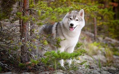 Husky, bokeh, mascotas, bosque, animales lindos, Husky Siberiano lindo perro, perros, Perro Husky Siberiano