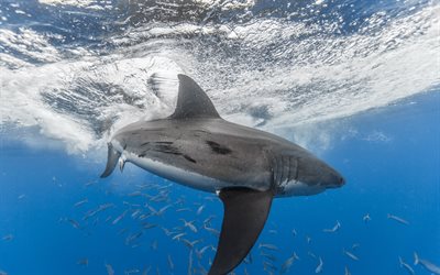 White shark, underwater, predator, ocean, school of fish, sharks, wildlife, marine inhabitants