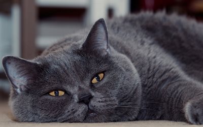 British short-haired cat, tired gray cat, funny animals, pets, cats